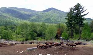 Adirondack Buffalo Company's Herd