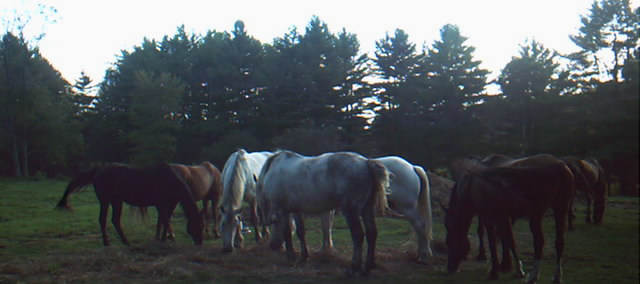 Lots of Horses