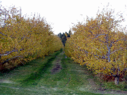 apple orchard